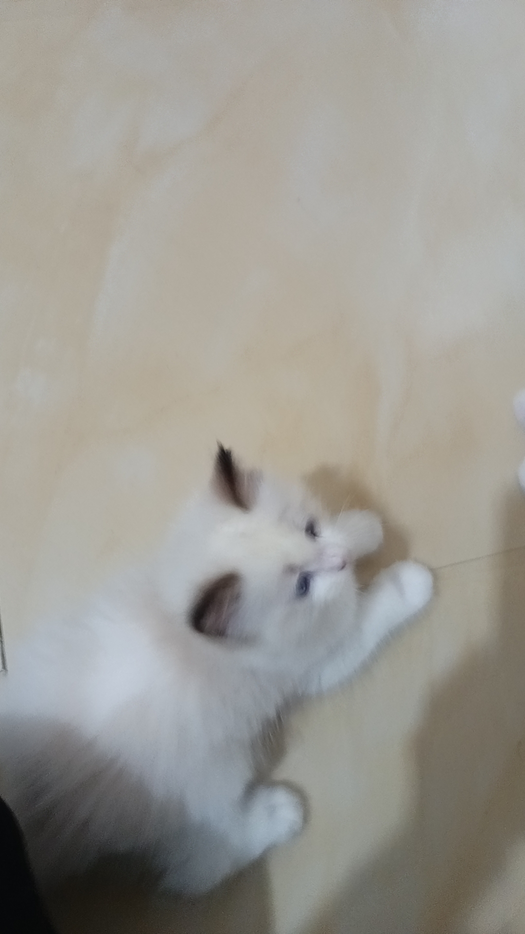 布偶猫
